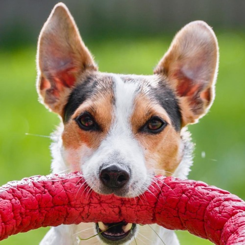 a dog running with a dog toy
